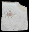Fossil Pea Crab (Pinnixa) From California - Miocene #63714-1